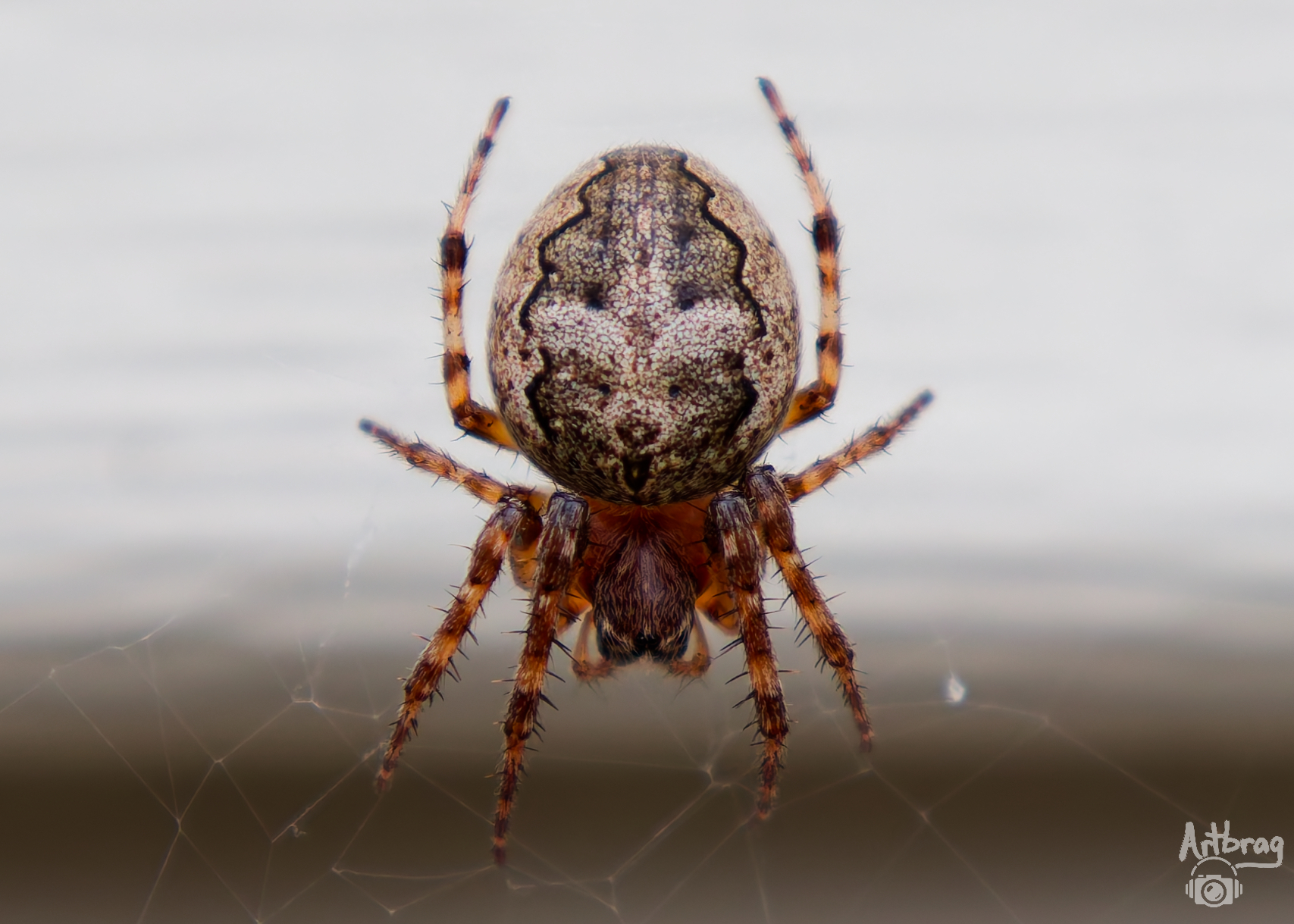 orbweaver